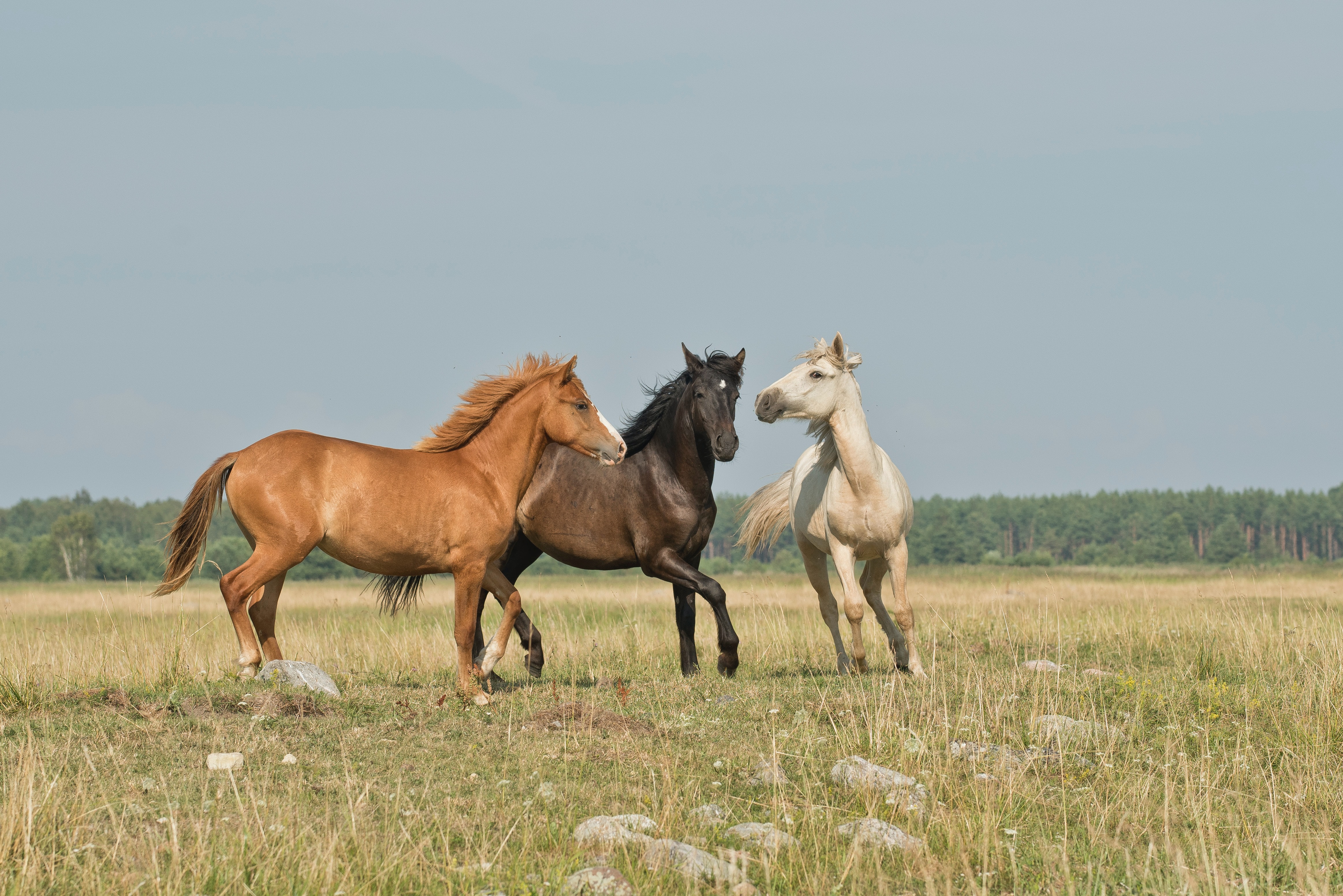 Equine and animal naturopath