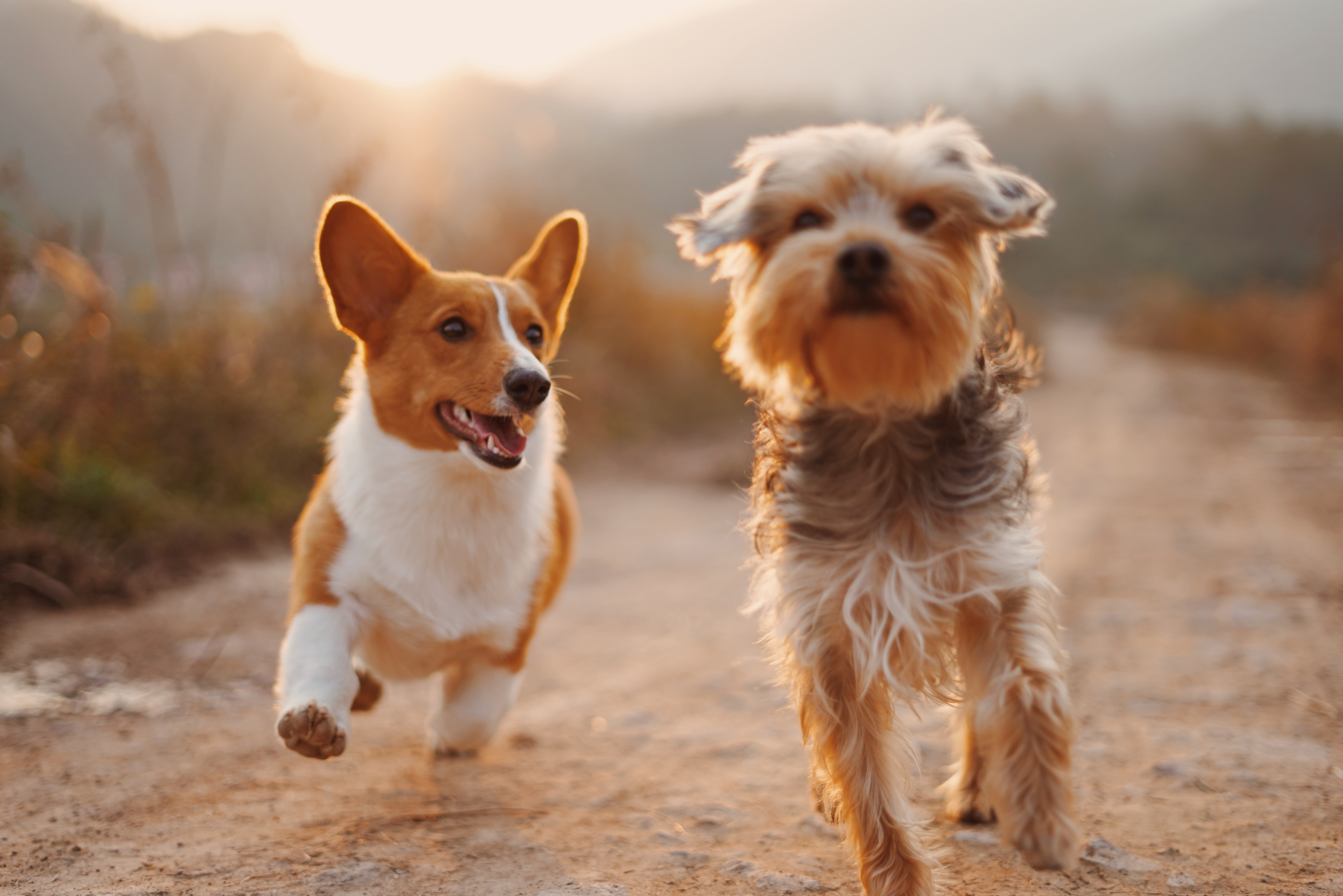 animal canine dog naturopath