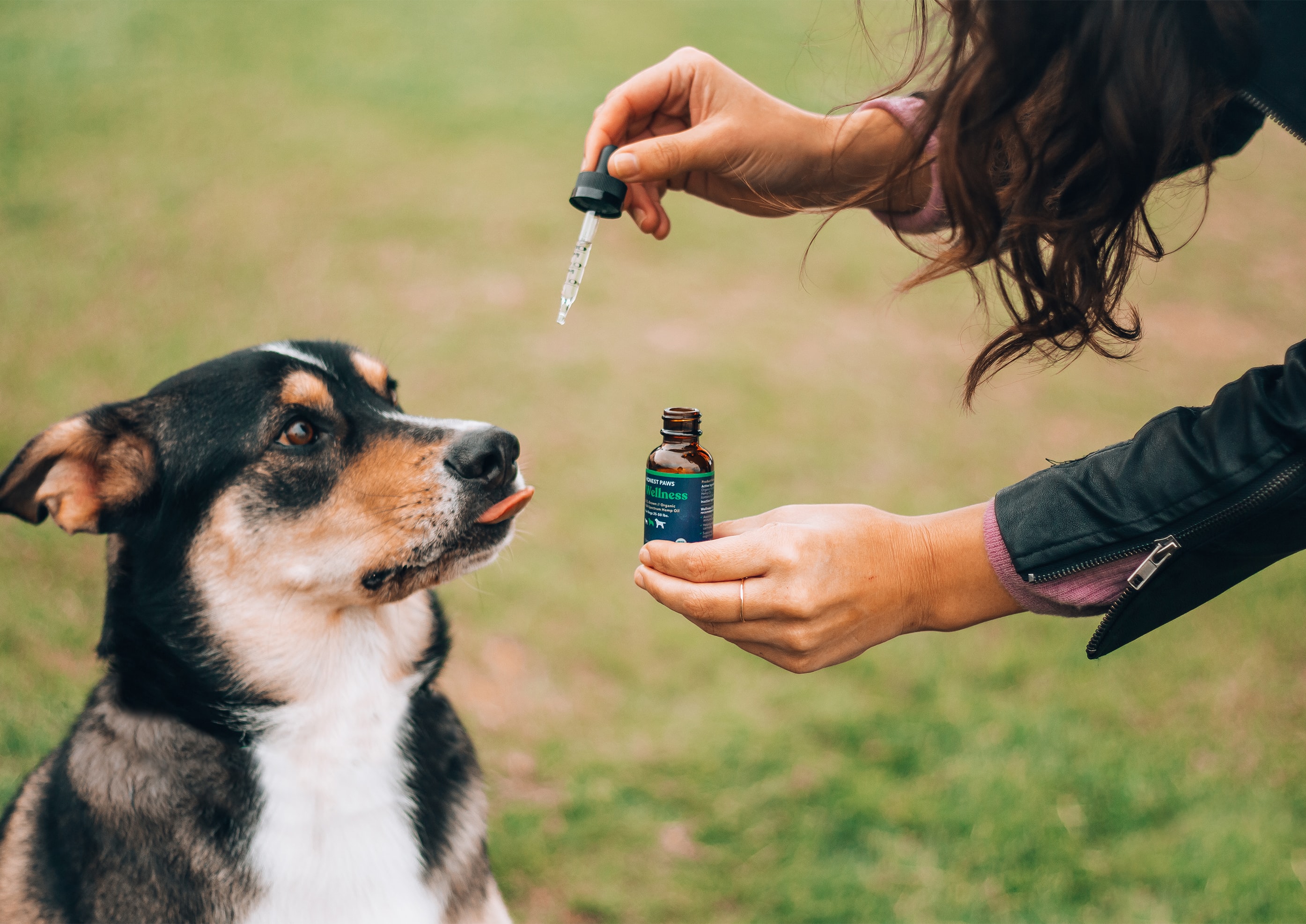 herbs for dogs