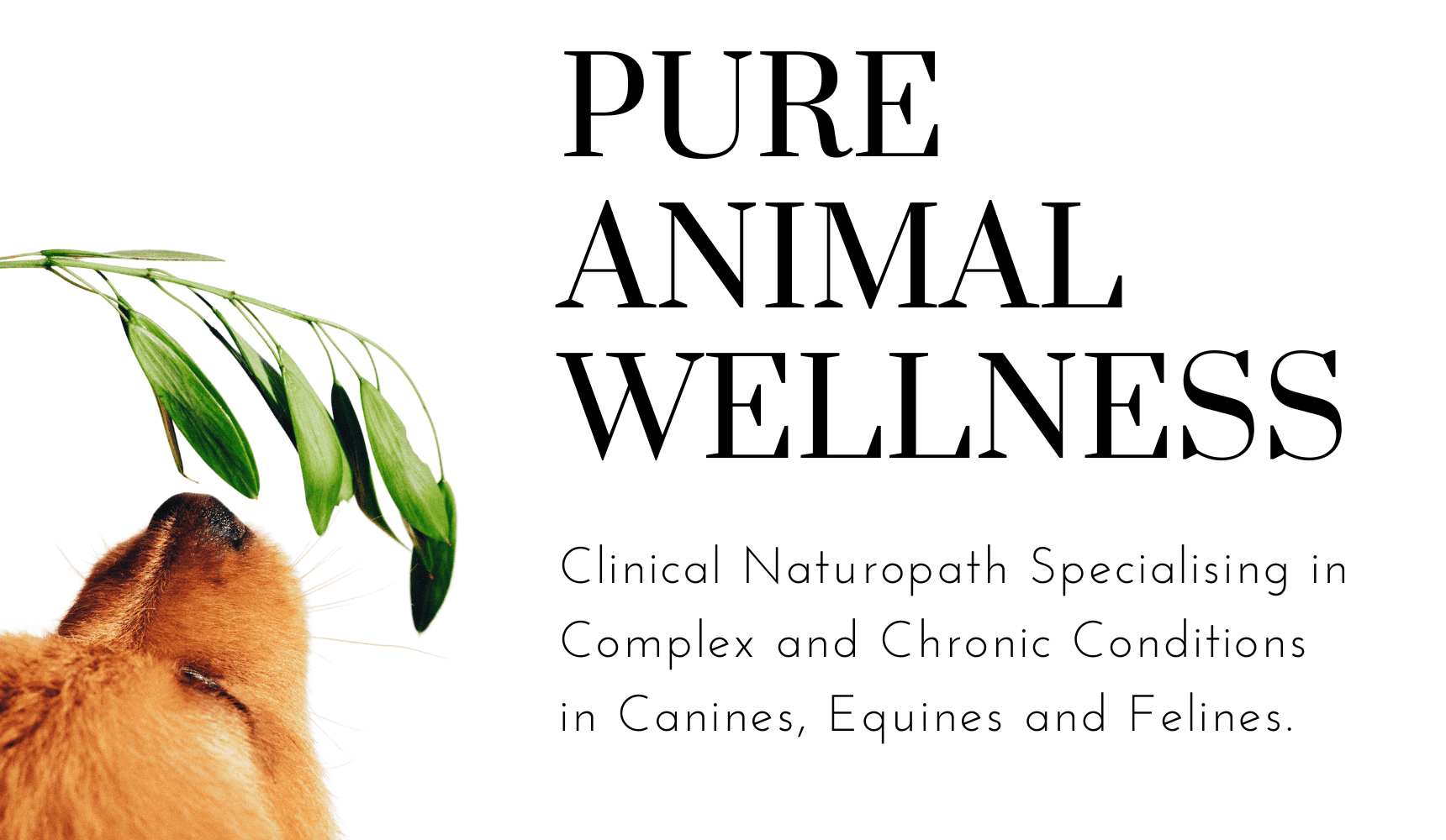 Pure Animal Wellness