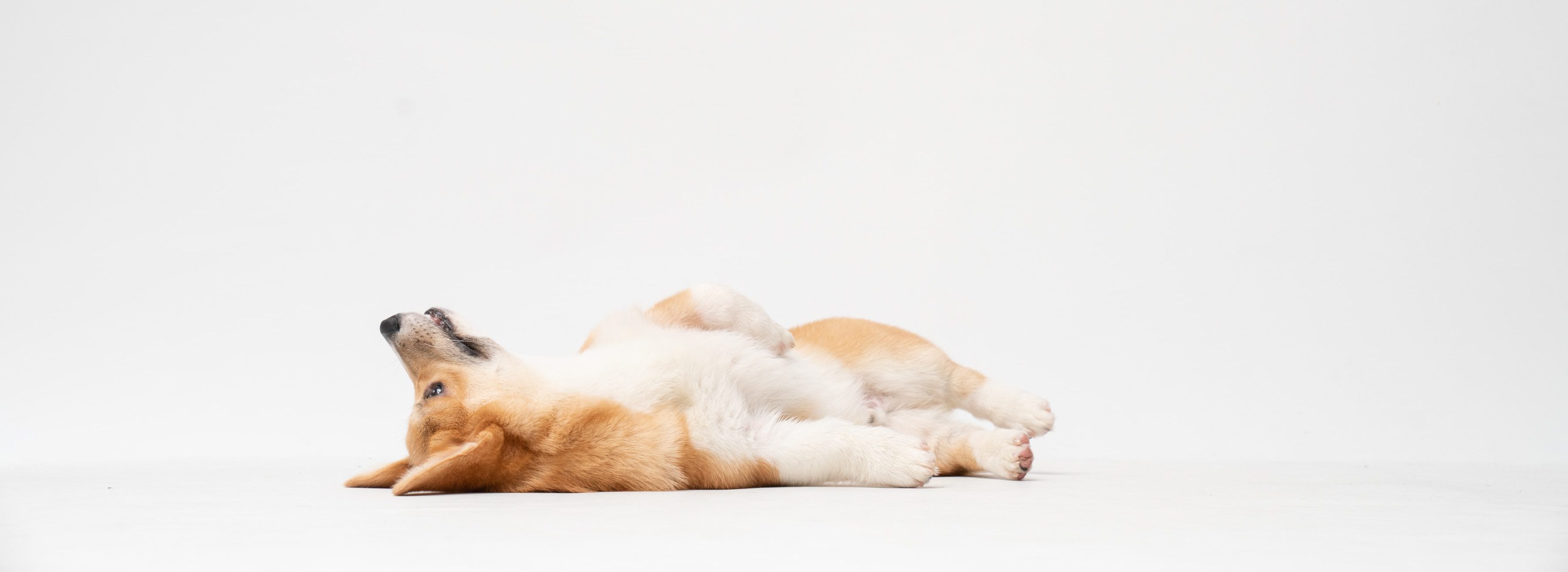 corgi dog